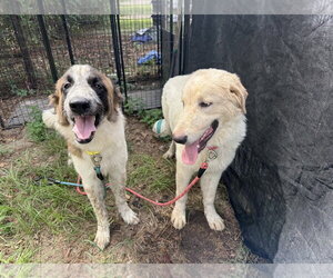 Jewels - Female Anatolian Pyrenees Dog for Adoption - Photo #5