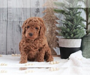 Poodle (Miniature) Puppy for sale in FREDERICKSBURG, OH, USA