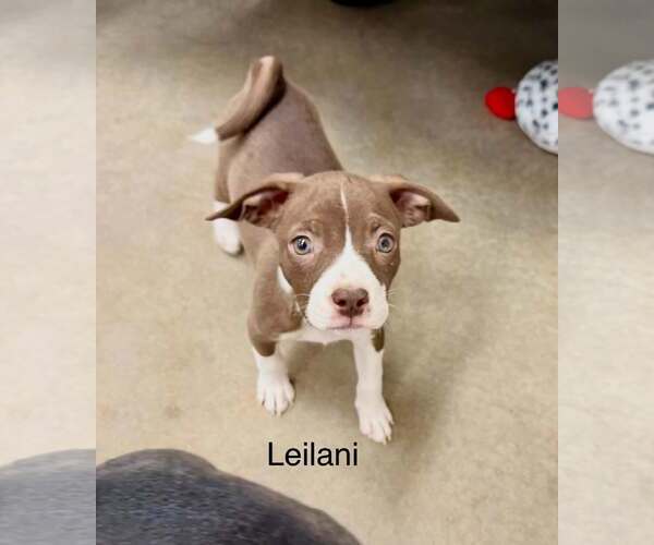 Medium Photo #3 Pug-Staffordshire Bull Terrier Mix Puppy For Sale in Cave Creek, AZ, USA