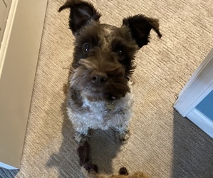 Mother of the Schnauzer (Miniature) puppies born on 07/07/2026