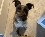 Small Photo #1 Schnauzer (Miniature) Puppy For Sale in PLATTE CITY, MO, USA