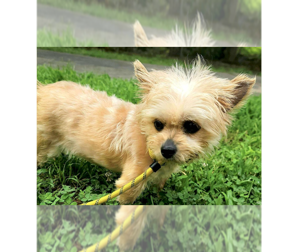 Medium Photo #1 Mutt Puppy For Sale in New York, NY, USA