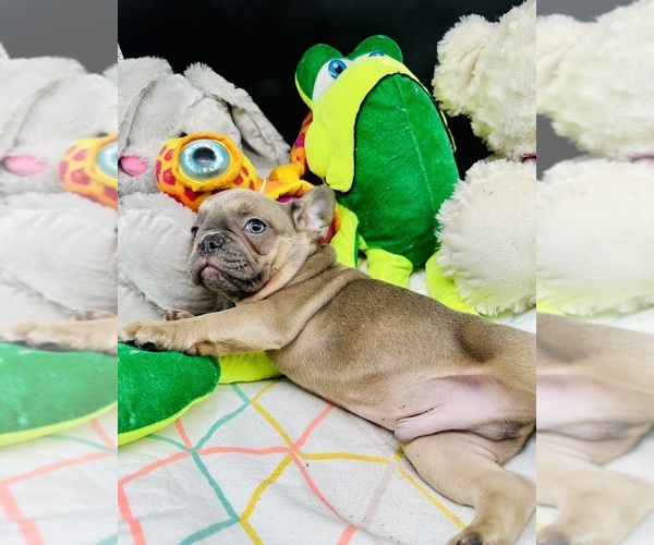 Medium Photo #6 French Bulldog Puppy For Sale in BELLVILLE, TX, USA
