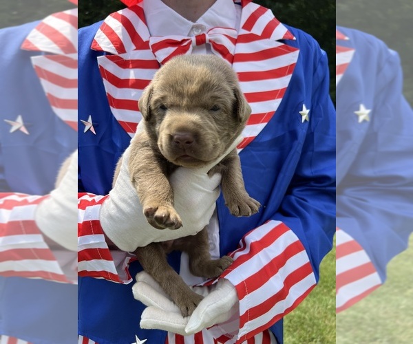 Medium Photo #6 Labrador Retriever Puppy For Sale in NEOLA, WV, USA