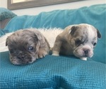 Small #13 English Bulldog