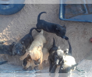 Belgian Malinois-Dutch Shepherd Dog Mix Puppy for sale in TUBA CITY, AZ, USA