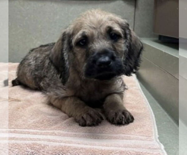 Medium Photo #2 Dachshund-Unknown Mix Puppy For Sale in Bellevue, WA, USA