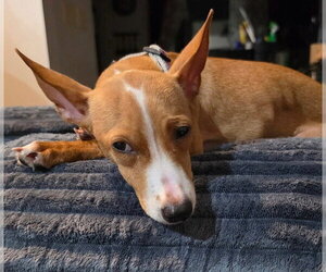 Lily - Female Chihuahua-Unknown Mix Dog for Adoption - Photo #2