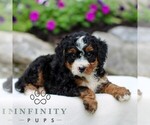 Small #4 Bernedoodle (Miniature)