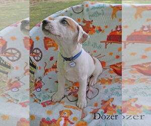 American Pit Bull Terrier-Unknown Mix Dogs for adoption in Wakefield, RI, USA