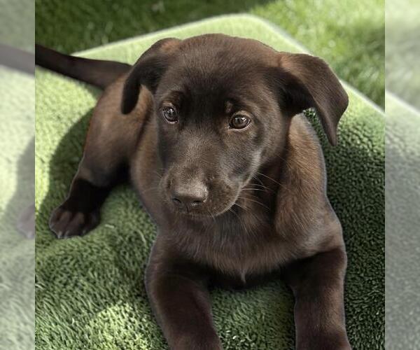 Medium Photo #5 Labrador Retriever-Unknown Mix Puppy For Sale in San Diego, CA, USA
