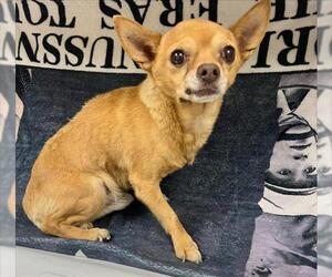 Chihuahua Dogs for adoption in HESPERIA, CA, USA