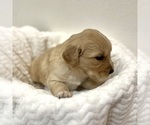 Image preview for Ad Listing. Nickname: Fritz
