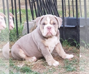 English Bulldog Puppy for sale in DICKINSON, TX, USA