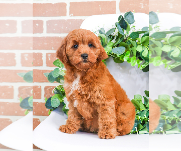 Medium Photo #9 Goldendoodle Puppy For Sale in SYRACUSE, IN, USA