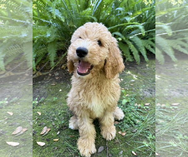 Medium Photo #3 Golden Retriever Puppy For Sale in Marina Del Rey, CA, USA