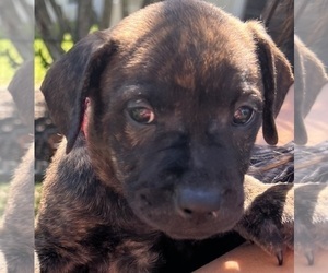 Medium Mastiff
