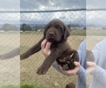Small Photo #7 Labrador Retriever Puppy For Sale in HOLLYWOOD, AL, USA
