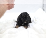Small #58 Cockapoo