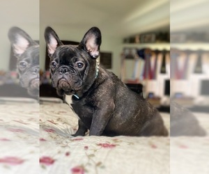 French Bulldog Puppy for sale in OJAI, CA, USA