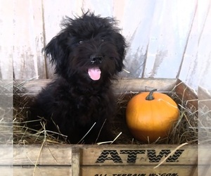 Pomeranian-Poodle (Toy) Mix Puppy for sale in CADIZ, KY, USA