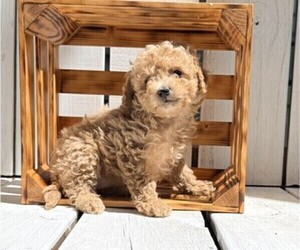 Poodle (Miniature) Puppy for sale in CURTISS, WI, USA