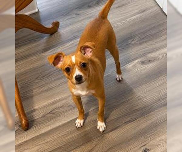 Medium Photo #1 Chihuahua Puppy For Sale in San Antonio, TX, USA