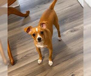 Chihuahua Dogs for adoption in San Antonio, TX, USA