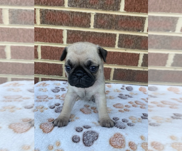 Medium Photo #6 Pug Puppy For Sale in CHATTANOOGA, TN, USA