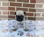 Small Photo #6 Pug Puppy For Sale in CHATTANOOGA, TN, USA