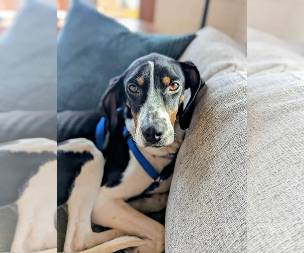 Medium Photo #7 Mutt Puppy For Sale in Westwood, NJ, USA