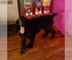 Small #2 English Springer Spaniel