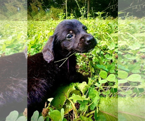 Medium Photo #1 Doxiepoo (Standard) Puppy For Sale in BLMGTN, IN, USA