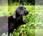Baloo - Male Doxiepoo (Standard) Puppy for Sale - Small photo
