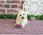 Small #9 West Highland White Terrier