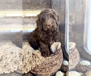 Australian Labradoodle Puppy for sale in KNOXVILLE, TN, USA