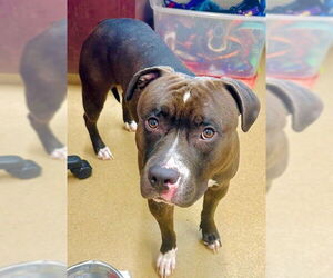 American Pit Bull Terrier Dogs for adoption in Derwood, MD, USA