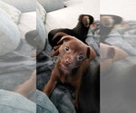 Small #1 Australian Shepherd-Chihuahua Mix