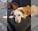 Small #2 American Pit Bull Terrier Mix