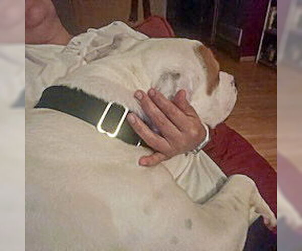 Medium Photo #7 American Bulldog-American Staffordshire Terrier Mix Puppy For Sale in Huntley, IL, USA