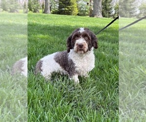 Mother of the Havanese puppies born on 03/05/2026