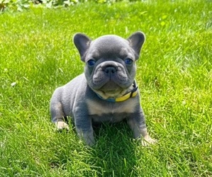 French Bulldog Puppy for sale in CLACKAMAS, OR, USA