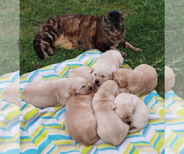 Medium Photo #15 Labrador Retriever Puppy For Sale in OLYMPIA, WA, USA