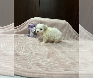 Poodle (Toy)-Yorkshire Terrier Mix Puppy for sale in BENSON, NC, USA