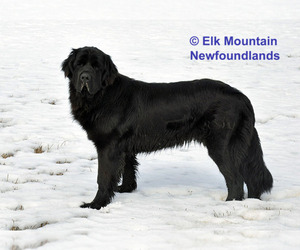Mother of the Newfoundland puppies born on 09/21/2023