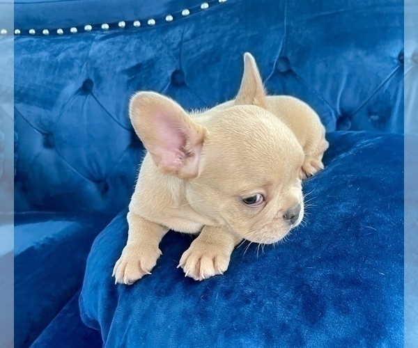 Medium Photo #17 French Bulldog Puppy For Sale in LOS ALTOS HILLS, CA, USA
