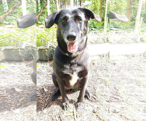 Ursa - F - Female Labrador Retriever-Unknown Mix Dog for Adoption - Photo #11