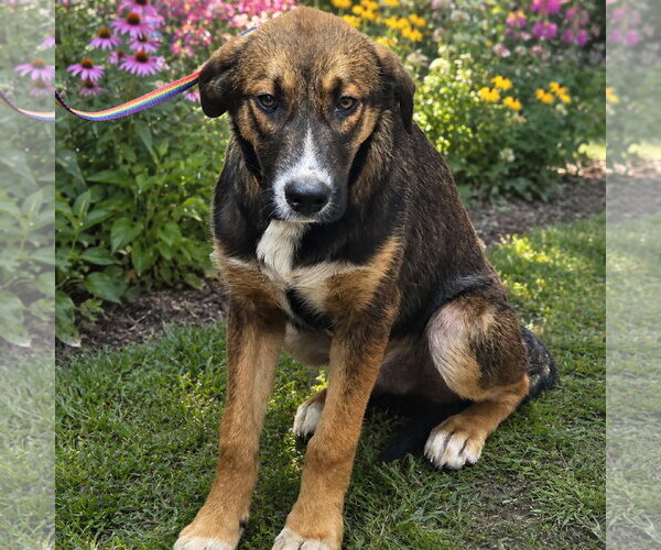 Medium Photo #1 Mutt Puppy For Sale in Yardley, PA, USA
