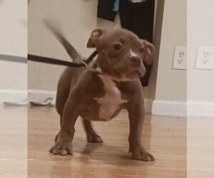 American Bully Puppy for sale in STOCKTON, CA, USA