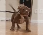 Small American Bully